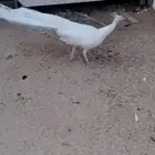 ذكر طاووس ابيض منتج