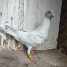 مخاليف قراقطه فحول كشيشه