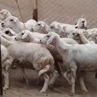 غنم مقاني مواليد
