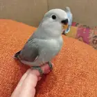 فروخ روز هدد هدد قمة الولافه تكسر البذور للبيع