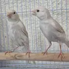 كنار النوع ستنايت صافي بيور