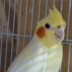 انثى كروان لاتينو عيون حمر