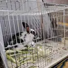 ارنب لل بيع