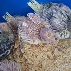 فروخ كروان ( تم البيع )