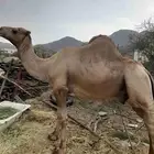 للبيع بعير