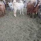تيوس حليب للبيع