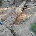 جذع نخل وبزرومي خشب كميات