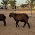 تيوس قزميه للبيع