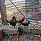 زوجين دجاج قزم (كوشامو )