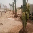 نخل فسايل