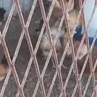 متوفر دجاج بشاير الكميه محدوده سعر الحد 35 غير قابل للتفاوض.