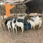 تيوس للبيع
