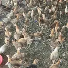 صوص بلدي عمر شهرين