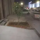 مشتل بيع الزهور والشتلات الزراعيه بجميع انواعها مع الصيانه ا