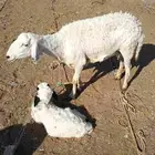 نعجة سديس تحتها ولدها خروف