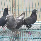 حمام تركي وصنعاني