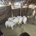 غنم حريات بهم