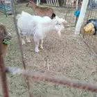 للبيع تيس قزمي مستعجل .