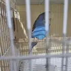 انثى بادجي منتجه