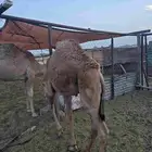 قعود باقي علي الحليب