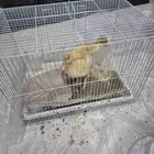 بط صغير مع قفص