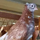 حمام قطيفي