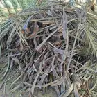 عسبان نخل مجانا