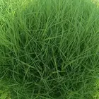 زراعة العشب الطبيعي داخل المدينه المنوره