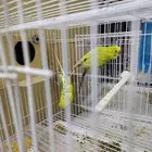 طيور منتجه للبيع