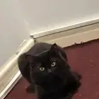 قط شيرازي للتبني