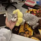 قطه انثى للتبني