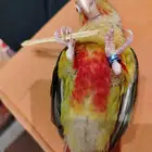 للبيع كنيور اناناسي وليف