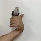 طير روز اليف للبيع