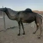 نياق جزر