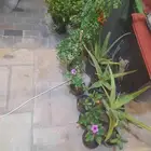 منسق حدائق وتركيب جميع شبكات الري العادي والاتمتك