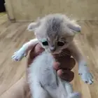 قطه سكوتش مع كتين