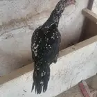 دجاجه سندي بيور