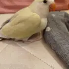 فروخ روز طفرات جميله ماشاء الله تبارك الله للبيع