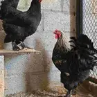 براهما