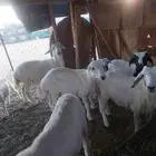 طليان طيبه حبص