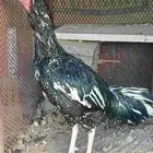 ديك سندي عمره سنه تقريبا مستوى عالي