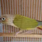 ذكر كنيور منتج( تم البيع )