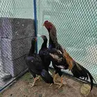 دجاج باكستاني نظييف