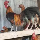 دجاج عربي فاخر حضان شرط