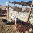 للبيع رخل رباع نجديه مشالله تبارك الله الصحه شرط وفل شحم ولح