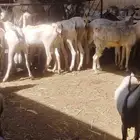 تيوس برابر العدد 100