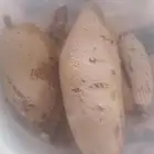 عسل بري جبلي ممتاز درجه اولى قطف اليوم ماشاء الله تبارك الله