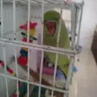 درة هندية للبيع