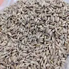 بذور حليب الشوك للكبد