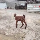 بهم صغير يشرب لبن من جميع الغنم والعمر شهر ونص
